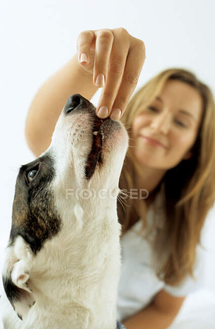 Жінка власник годує собаку — стокове фото