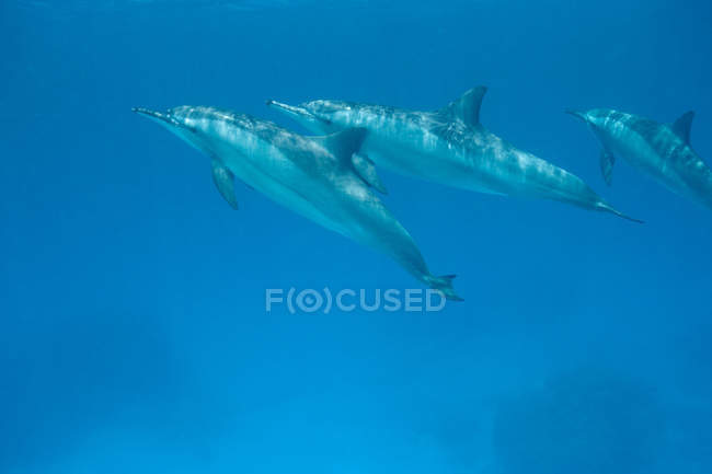 Grupo de delfines hilanderos - foto de stock