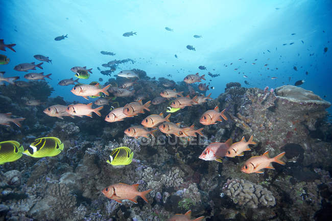 École de squirrelfish dans le récif corallien — Photo de stock