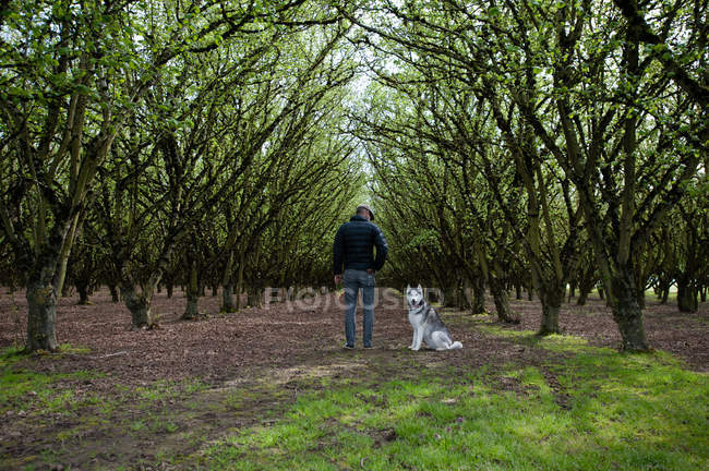 Vista posteriore dell'uomo che cammina con il cane nella foresta, Woodburn, origon, Stati Uniti — Foto stock