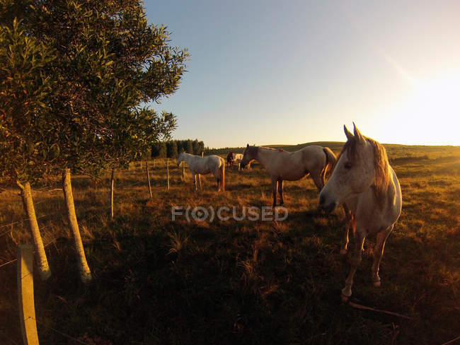 Chevaux Criollo dans un champ ensoleillé — Photo de stock
