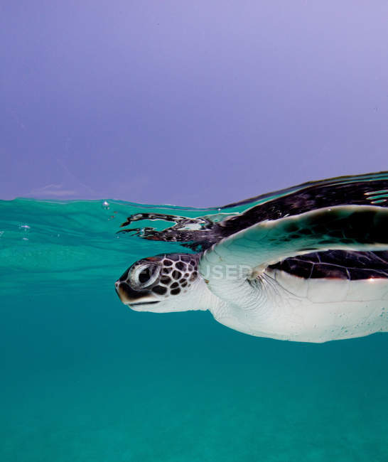 Неповнолітніх зелений Приморська морська черепаха під водою — стокове фото