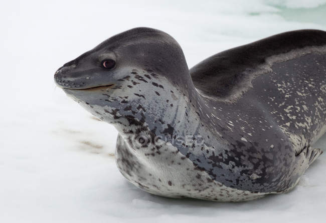 Leopard Seal on ice floe — Stock Photo