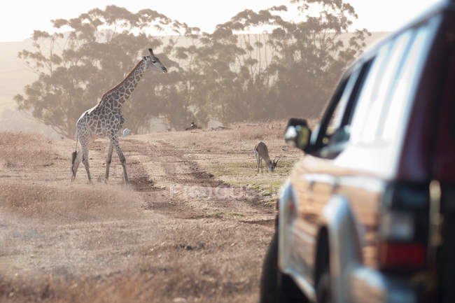 Giraffa in auto, Stellenbosch, Sud Africa — Foto stock
