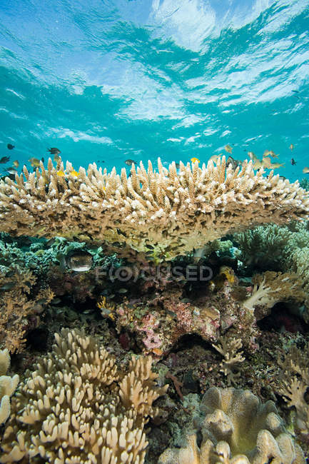 Fishes and coral reef — Stock Photo