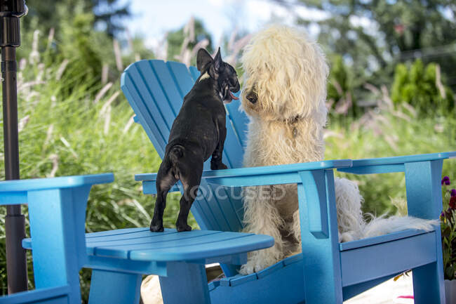 Bulldog francês e Goldendoodle, cara a cara — Fotografia de Stock
