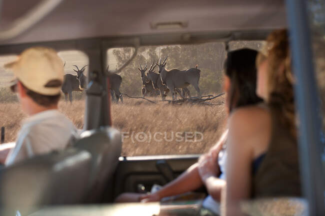 Personnes regardant la faune par la fenêtre du véhicule, Stellenbosch, Afrique du Sud — Photo de stock