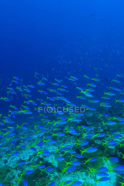 School of fusiliers fish swimming under water — Stock Photo