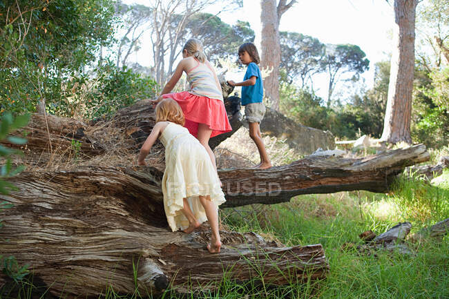 Kinder klettern über Baumstamm — Stockfoto