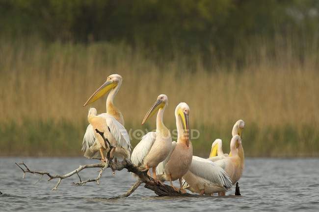 Pelicanos brancos sentados no log in água, Danúbio Delta, Roménia — Fotografia de Stock