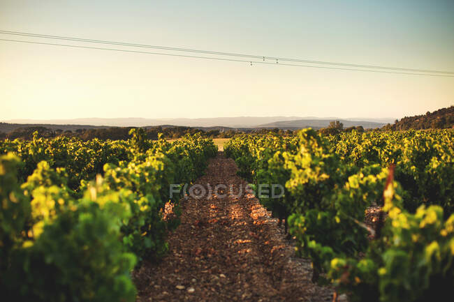 Виноградник в сельской местности — стоковое фото
