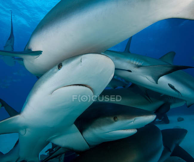 Tiburones en el océano bajo el agua - foto de stock