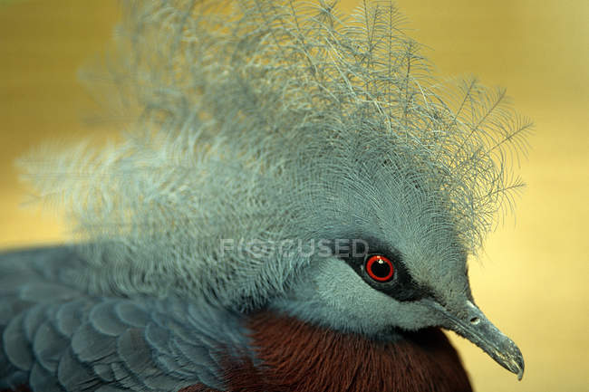 Portrait of Victoria crowned pigeon — Stock Photo