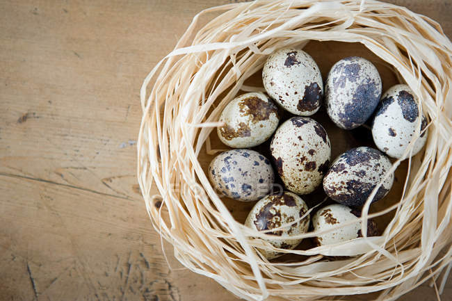 Nest of quails eggs — Stock Photo