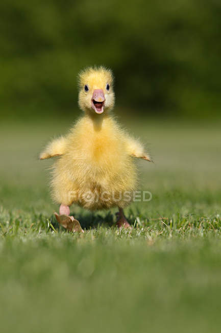 Gosling on green grass — Stock Photo
