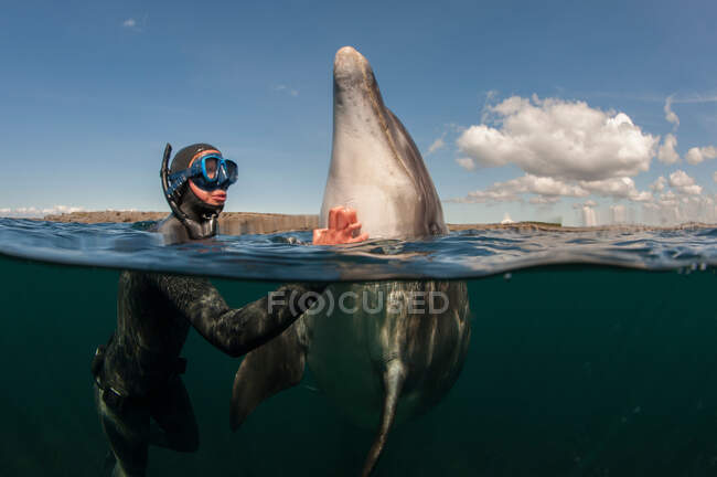 Mergulhador arranhando golfinho na água — Fotografia de Stock