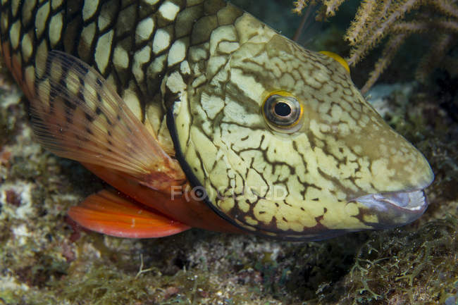 Close-up view of beautiful Adult Stoplight parrotfish swimming underwater — Stock Photo