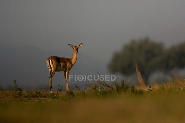 Impala en Mana Pools, Zimbabue - foto de stock