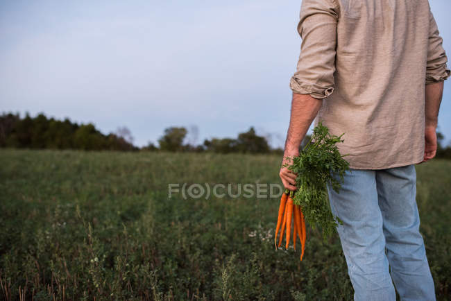 Зображений фермер стоїть на полі, тримаючи купку свіжих морквин. — стокове фото