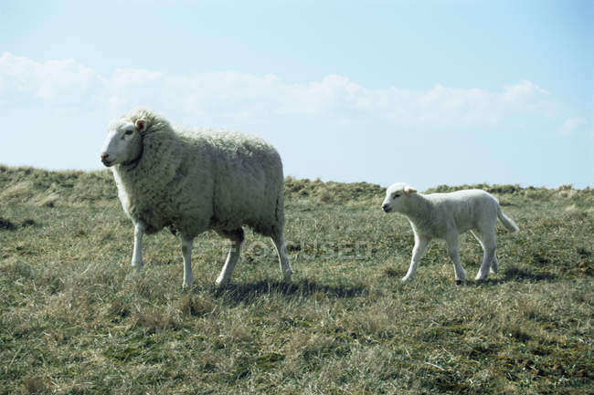 Erwachsene Schafe und Lämmer auf einem Feld im Sonnenlicht — Stockfoto