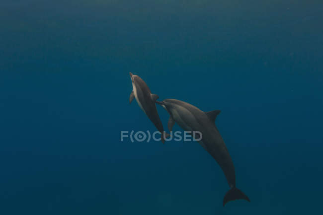 Madre e giovane delfino nuotano in mare — Foto stock