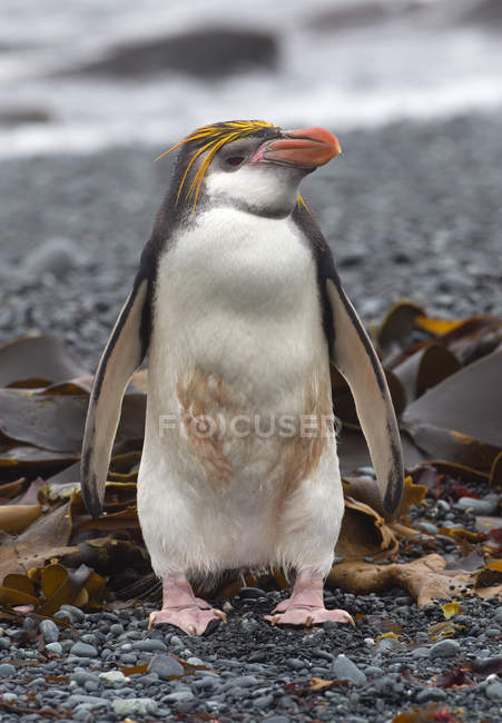 Un pingüino real se encuentra solo en la playa a lo largo de la costa noroeste de la isla Macquarie, Océano del Sur - foto de stock