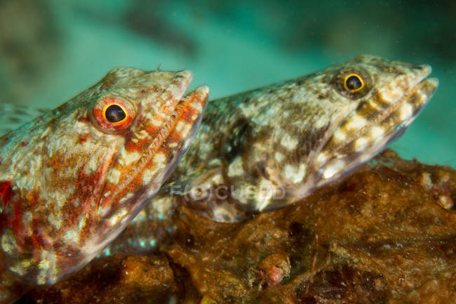 Vista subaquática de Par de peixes-lagarto recife — Fotografia de Stock