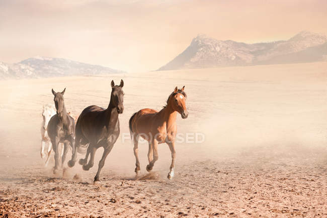 Cavalli che corrono in penna polverosa — Foto stock