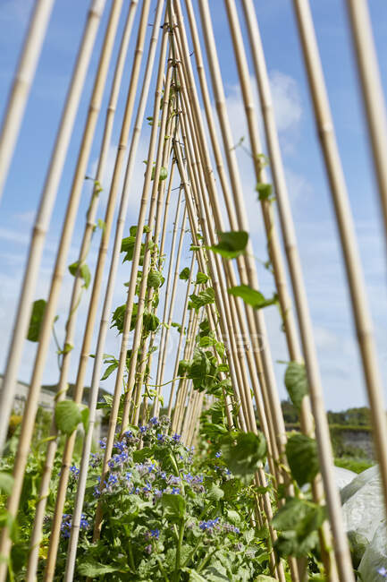 Plants growing up garden canes, Cork, Ireland — Stock Photo