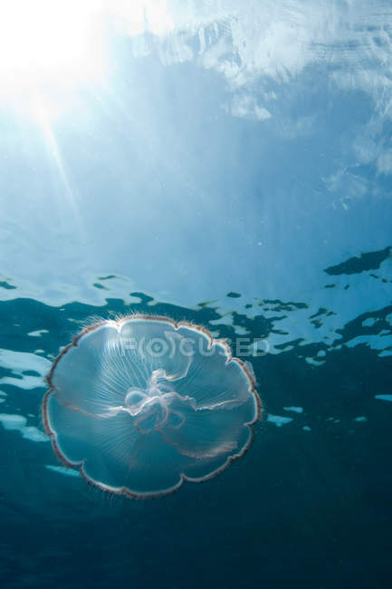 Свет светит сквозь медузу — стоковое фото
