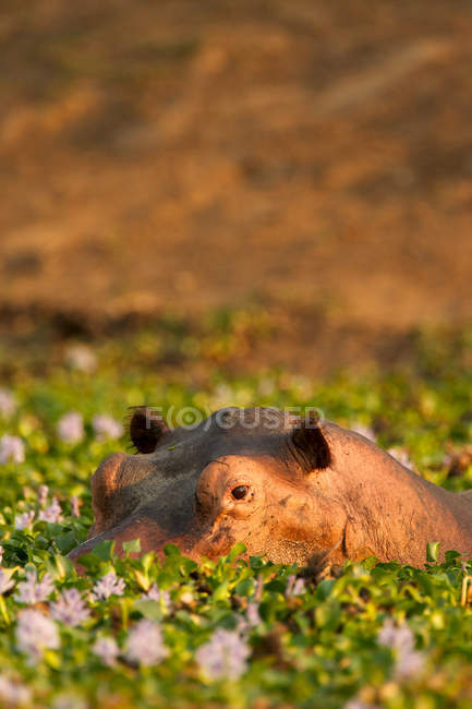 Hippopotame regardant hors de l'étang — Photo de stock