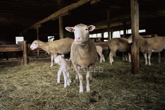 Ovelhas com cordeiro no celeiro da fazenda — Fotografia de Stock