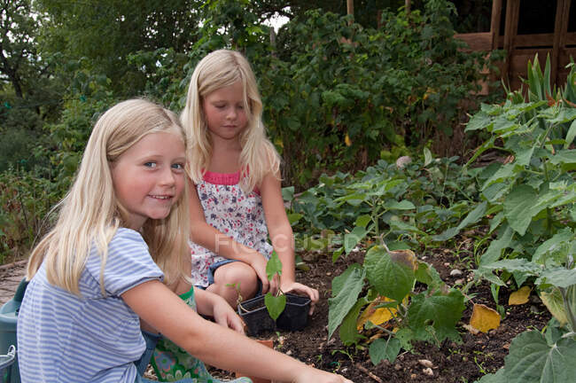 Садівництво дівчаток в овочевому саду — стокове фото