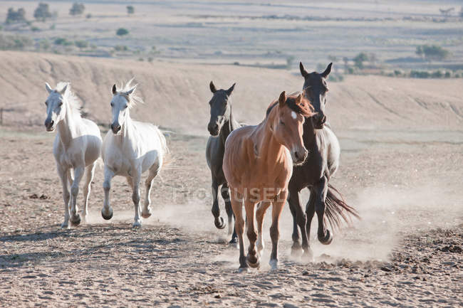 Vue des chevaux qui courent dans le champ de terre — Photo de stock