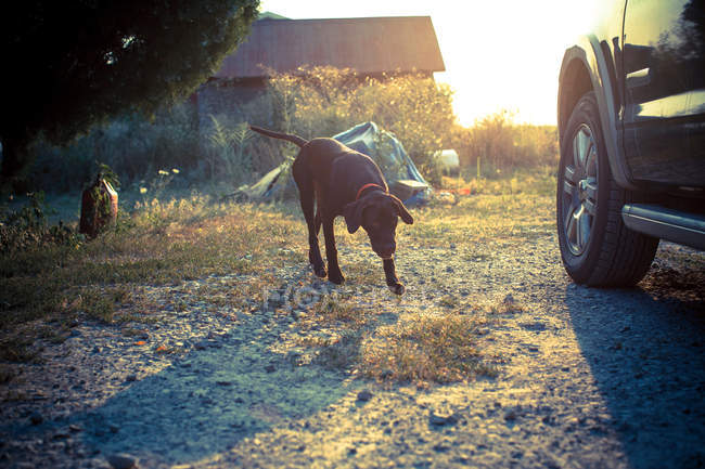 Brown labrador dog beside car in bright sunlight — Stock Photo