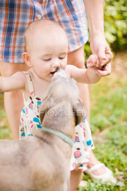 Cane leccare la faccia della bambina? — Foto stock