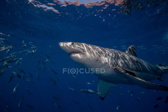 Велика біла акула — стокове фото