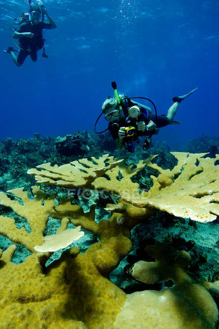 Mergulhadores com corais Elkhorn . — Fotografia de Stock