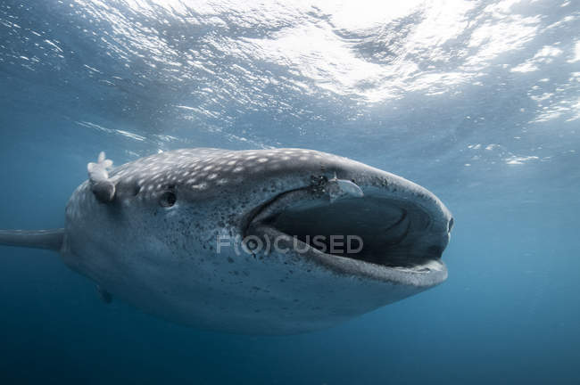 Подводный вид на китовую акулу, острова Ревильяджигедо, Колима, Мексика — стоковое фото