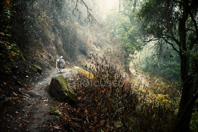 Cão correndo no caminho da sujeira na floresta — Fotografia de Stock