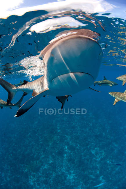 Підводний вид на плавальні рифові акули — стокове фото
