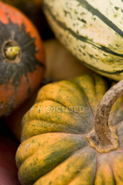 Close up shot of fresh picked gourds pile — Stock Photo