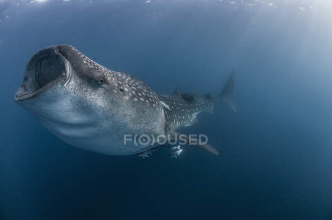 Vista subaquática do tubarão-baleia, Ilhas Revillagigedo, Colima, México — Fotografia de Stock