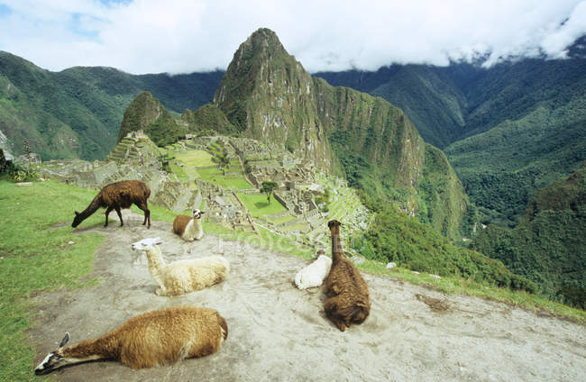 Lamas on hill with scenic view of machu picchu — Stock Photo