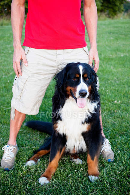 Обрізане зображення людини, що стоїть біля собаки на газоні — стокове фото