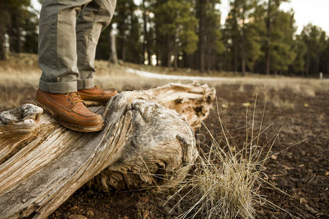 Mann steht auf altem totem Baum, niedriger Querschnitt, Flagstaff, Arizona, USA — Stockfoto