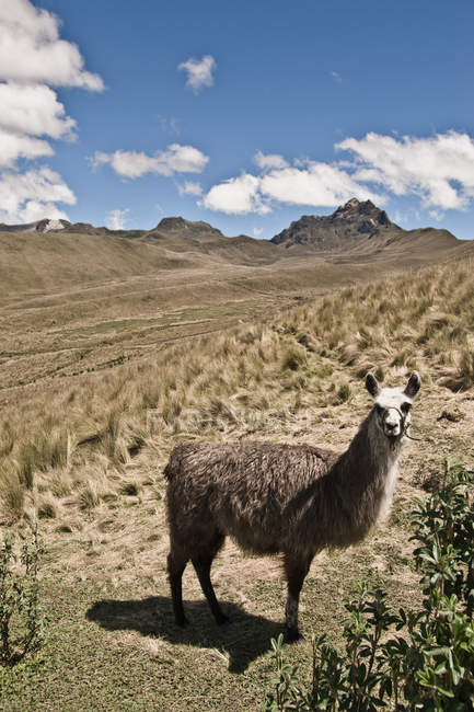 Лама в Пичинче и саммит Круз Лома — стоковое фото