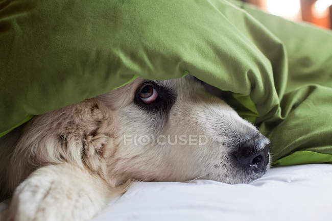 Domestic dog hiding under duvet — Stock Photo