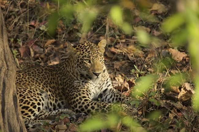 Leopardo deitado no chão no Parque Nacional de Satpura, Índia — Fotografia de Stock