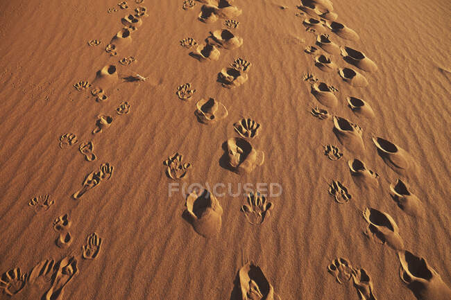 Pegadas nas dunas de areia no deserto — Fotografia de Stock